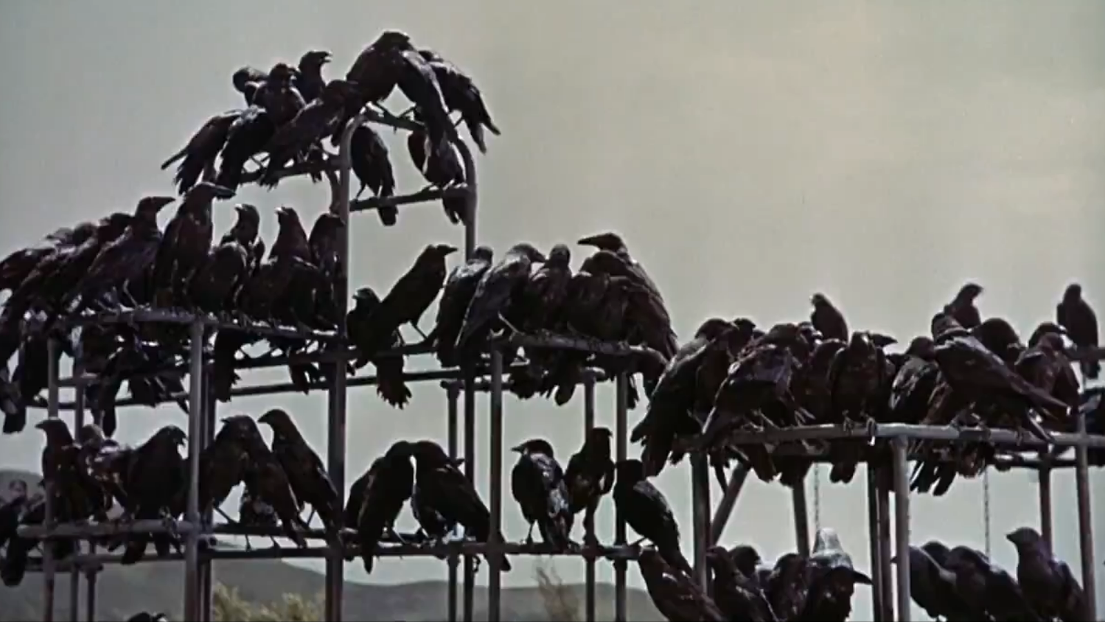 The Birds Movie Review