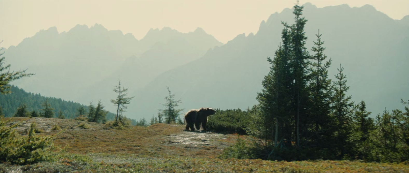 The Bear Movie Review