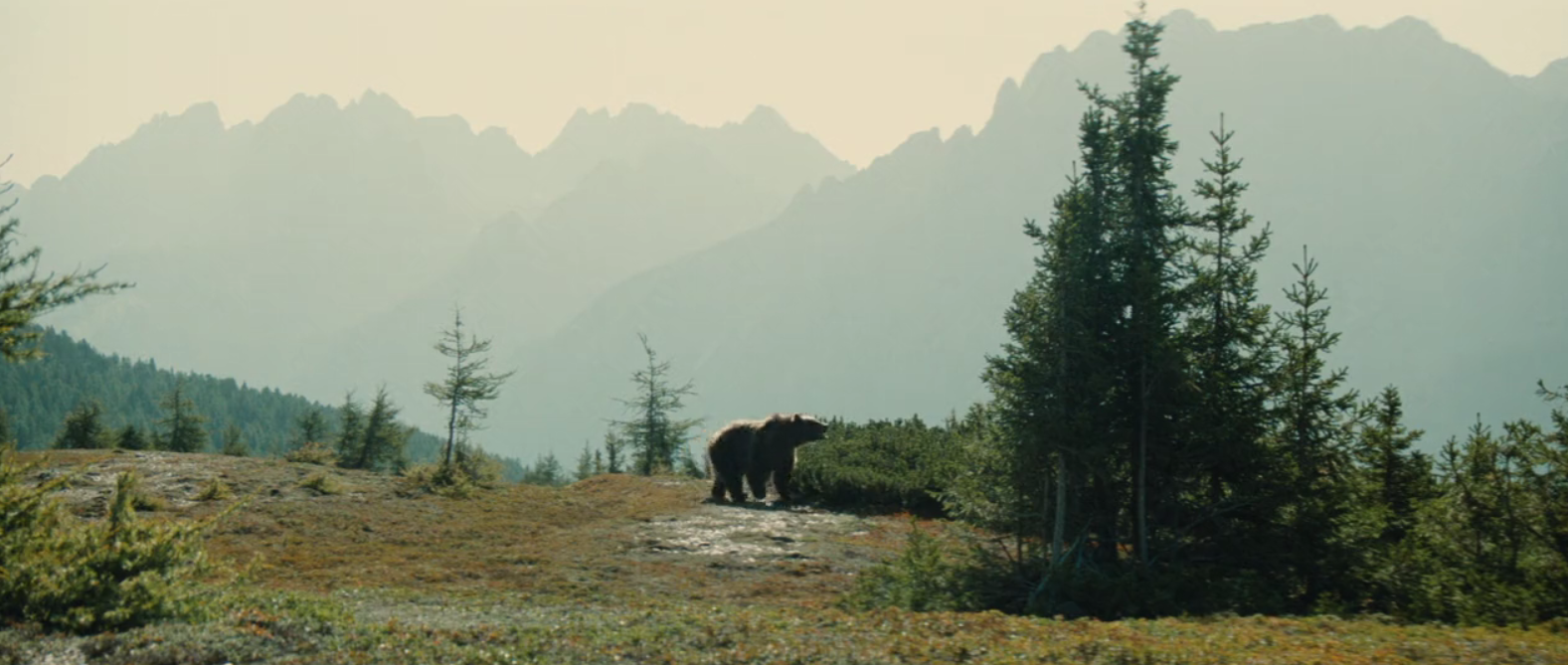 The Bear (1988)