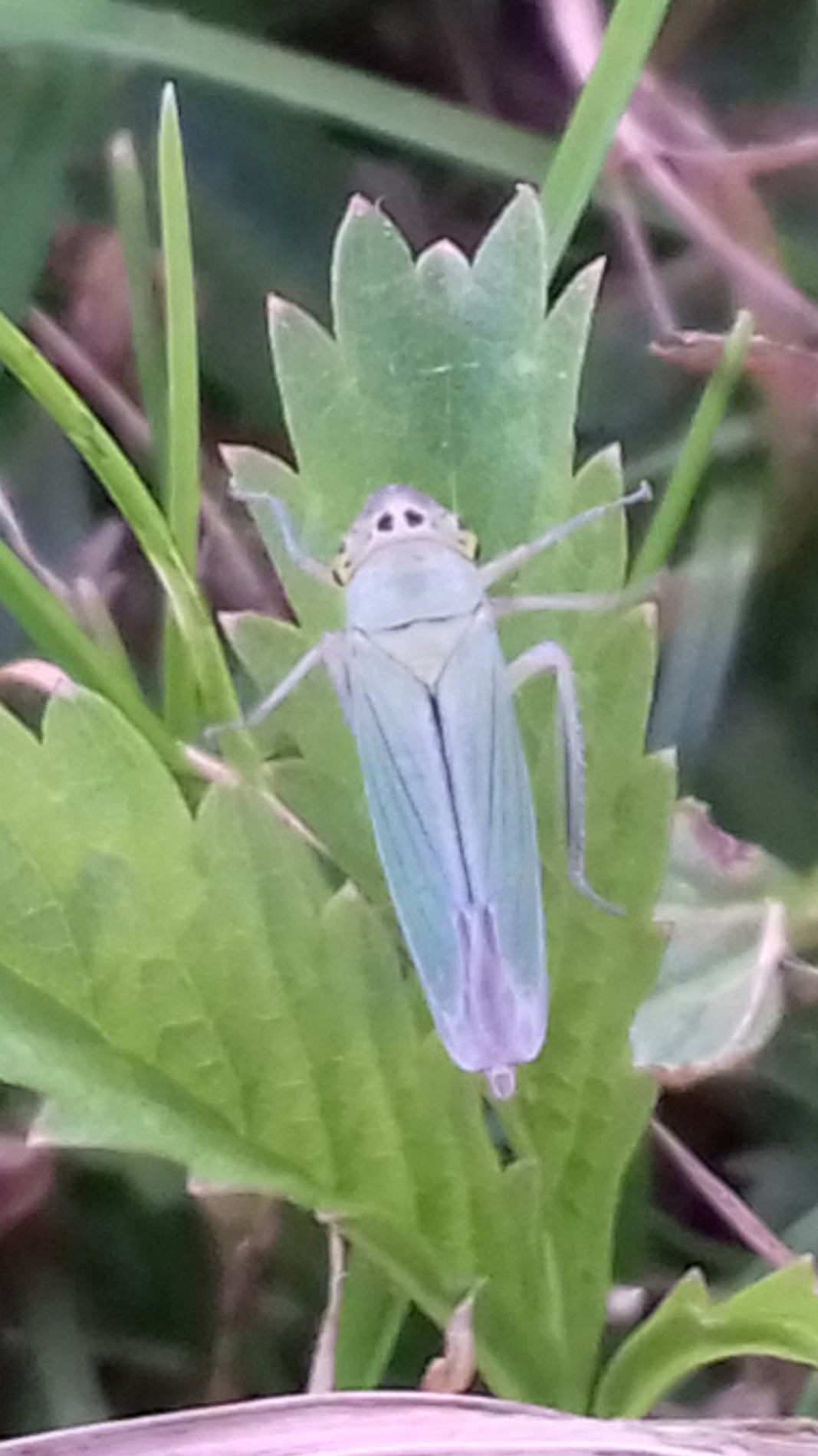 Top Ten Species of 2019 List